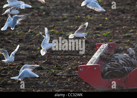 Lachmöwen (Larus Ridibunda). Nach einer Scheibenegge gezogen von einem Traktor, gestörte wirbellose Tiere zu sammeln. Stockfoto