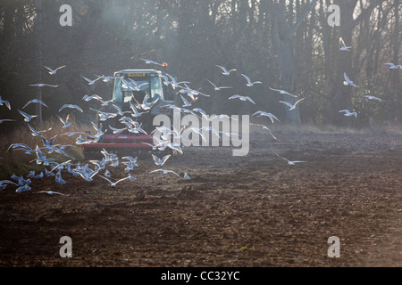 Lachmöwen (Larus Ridibunda). Nach einer Scheibenegge gezogen von einem Traktor, gestörte wirbellose Tiere zu sammeln. Stockfoto