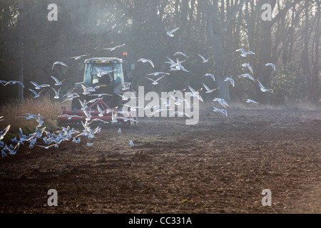 Lachmöwen (Larus Ridibunda). Nach einer Scheibenegge gezogen von einem Traktor, gestörte wirbellose Tiere zu sammeln. Stockfoto