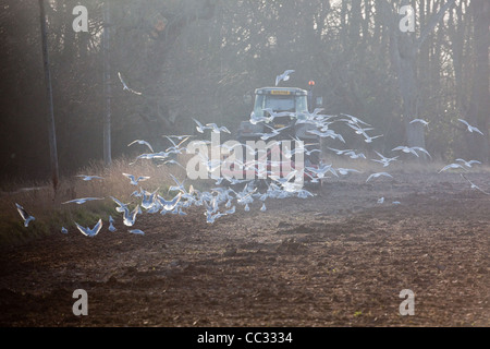 Lachmöwen (Larus Ridibunda). Nach einer Scheibenegge gezogen von einem Traktor, gestörte wirbellose Tiere zu sammeln. Stockfoto