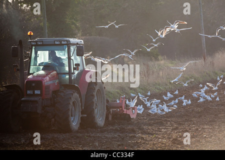 Lachmöwen (Larus Ridibunda). Nach einer Scheibenegge gezogen von einem Traktor, gestörte wirbellose Tiere zu sammeln. Stockfoto