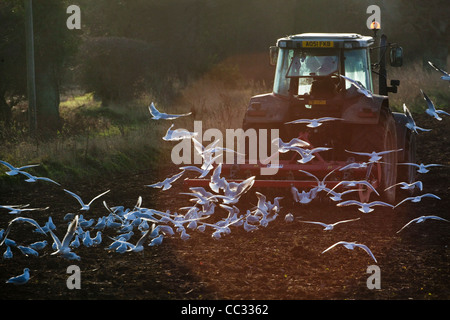 Lachmöwen (Larus Ridibunda). Nach einer Scheibenegge gezogen von einem Traktor, gestörte wirbellose Tiere zu sammeln. Stockfoto