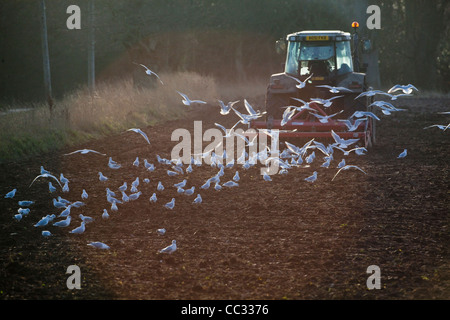 Lachmöwen (Larus Ridibunda). Nach einer Scheibenegge gezogen von einem Traktor, gestörte wirbellose Tiere zu sammeln. Stockfoto