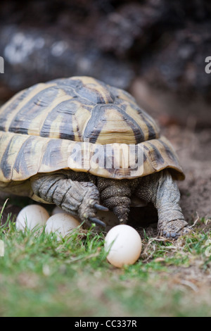 Herman Schildkröte (Testudo Hermanni). Weiblich, ein Gelege mit Eiern etwa, sie mit Erde mit Hinterpfoten bedecken gelegt. Stockfoto