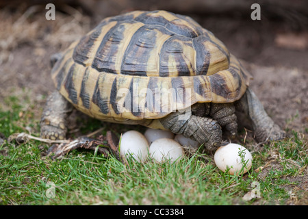 Herman Schildkröte (Testudo Hermanni). Weiblich, ein Gelege mit Eiern etwa, sie mit Erde mit Hinterpfoten bedecken gelegt. Stockfoto