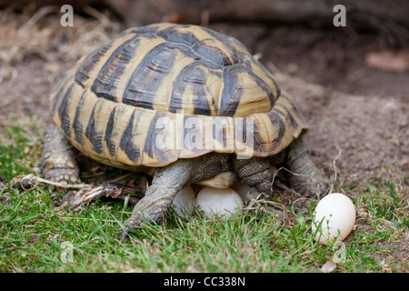 Herman Schildkröte (Testudo Hermanni). Weiblich, ein Gelege mit Eiern etwa, sie mit Erde mit Hinterpfoten bedecken gelegt. Stockfoto