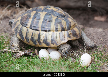 Herman Schildkröte (Testudo Hermanni). Weiblich, ein Gelege mit Eiern etwa, sie mit Erde mit Hinterpfoten bedecken gelegt. Stockfoto