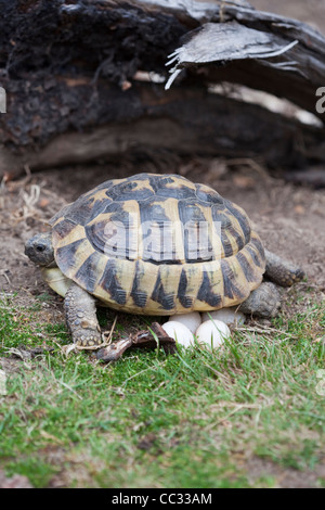 Herman Schildkröte (Testudo Hermanni). Weiblich, ein Gelege mit Eiern etwa, sie mit Erde mit Hinterpfoten bedecken gelegt. Stockfoto