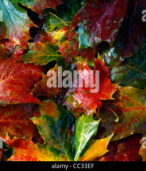 Die lebendigen Farben der gefallenen Acer Blätter. Stockfoto