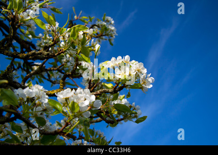 Birne Blüte Anfang April vor einem klaren blauen Himmel fotografiert. Stockfoto