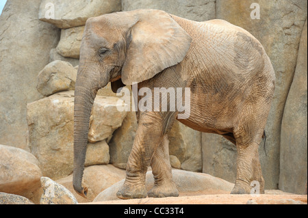 Zwei afrikanische Elefanten kämpfen oder spielen im Bioparc Valencia Stockfoto