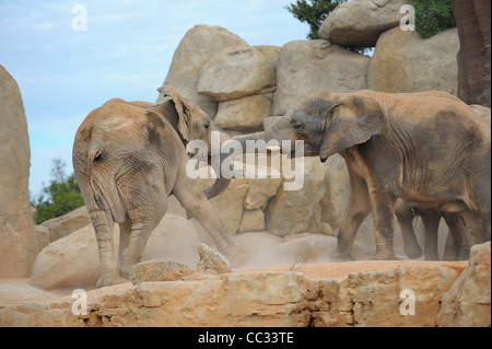 Zwei afrikanische Elefanten kämpfen oder spielen im Bioparc Valencia Stockfoto