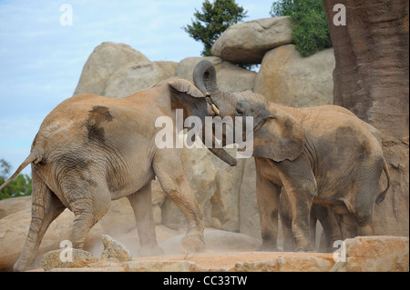 Zwei afrikanische Elefanten kämpfen oder spielen im Bioparc Valencia Stockfoto