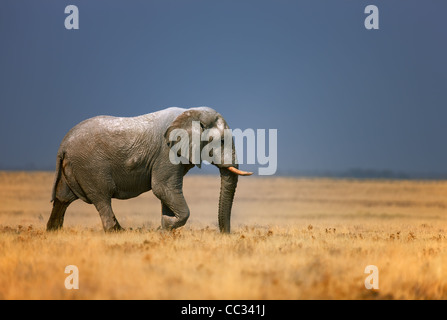Elefantenbullen Wandern in offenen Wiese; Loxodonta Africana; Etosha Stockfoto
