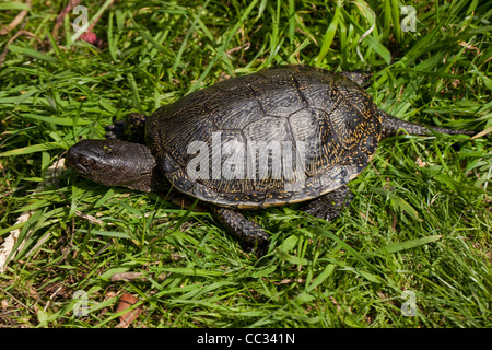 Europäischen Teich Schildkröte (Emys Obicularis). Fuß über Land. Männlichen Erwachsenen. Stockfoto
