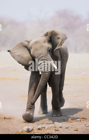 Junge Elefanten verspotten aufladen; Loxodonta Africana; Etosha Stockfoto