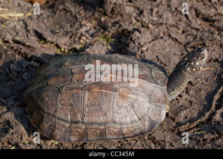 Asiatische oder indische Sumpfschildkröte, schwarz oder hartschaligen Schildkröte Melanochelys (Geomyda) Trijuga Thermalis. Sri-Lanka. Stockfoto