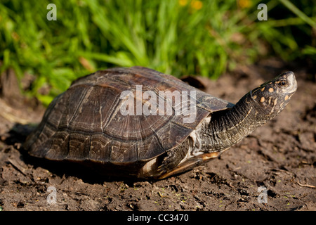 Asiatische oder indische Sumpfschildkröte, schwarz oder hartschaligen Schildkröte Melanochelys (Geomyda) Trijuga Thermalis. Sri-Lanka. Stockfoto