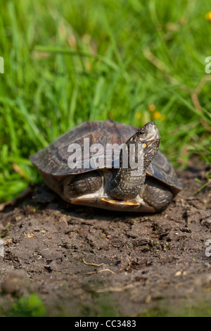 Asiatische oder indische Sumpfschildkröte, schwarz oder hartschaligen Schildkröte Melanochelys (Geomyda) Trijuga Thermalis. Sri-Lanka. Stockfoto