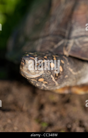 Asiatische oder indische Sumpfschildkröte, schwarz oder hartschaligen Schildkröte Melanochelys (Geomyda) Trijuga Thermalis. Sri-Lanka. Stockfoto