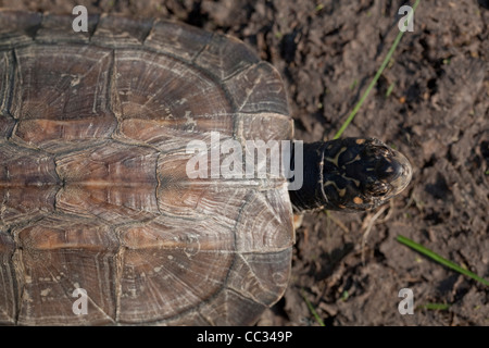 AcAsian oder indische Sumpfschildkröte, Schwarz oder Hartschaligen Schildkröten (Melanochelys trijuga thermalis Geomyda). Sri Lanka. Stockfoto