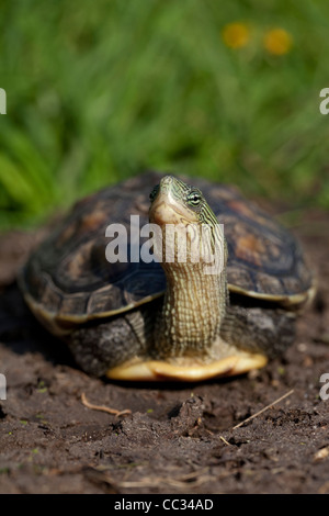 Chinesische Stripe-necked Turtle (Ocadia sinensis). Nach. Erweiterte Hals enthüllt Markierungen, die es die beliebten Einkaufsmeilen Namen geben. Stockfoto