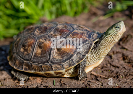 Chinesische Stripe-necked Turtle (Ocadia sinensis). Nach. Erweiterte Hals zeigen Streifen Markierungen seinen populären Namen geben. Stockfoto