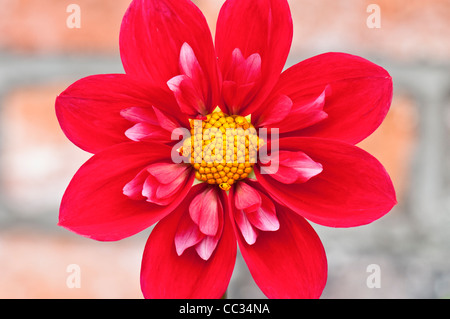 Eine Nahaufnahme von eine rote Dahlie 'Don Hill'. Stockfoto