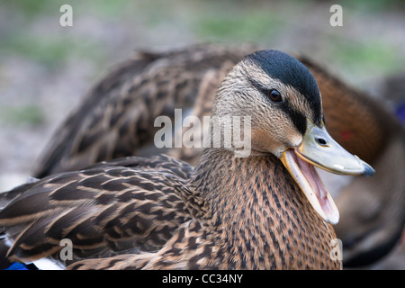 Eine komische Nahaufnahme einer alleinerziehenden weiblichen Stockente, die ruft oder quackt. Stockfoto