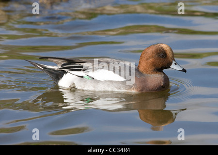 Pfeifente (Anas Penelope). Männlich oder Drake in der Zucht Gefieder. Schwimmen. Stockfoto