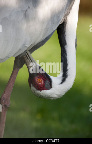 White-Himalaja-Kranich (Grus Vipeo). Erwachsenen putzen. Gefieder Pflege und Wartung. Stockfoto