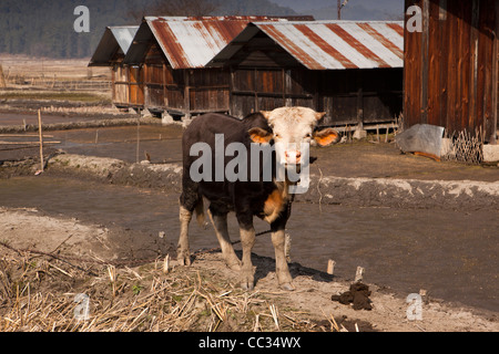 Indien, Arunachal Pradesh, Ziro Valley, Bulla Dorf angebunden mithun Stockfoto