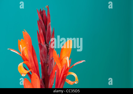 Canna Lilie Blume hautnah. Wissenschaftlicher Name: Canna X Generalis. Stockfoto