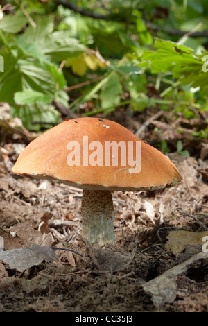 Orange scaber - Halm, oder rote Kappe bolete Fruchtkörper. Wissenschaftlicher Name: Leccinum aurantiacum. Stockfoto