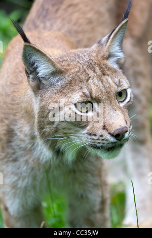 Zoo-Erfassung eines Luchses Stockfoto