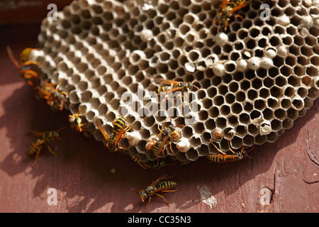 Europäische Papier Wespennest. Wissenschaftlicher Name: Polistes Dominula oder Polistes Dominulus. Stockfoto