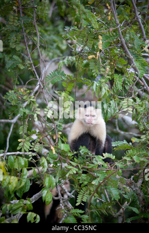 Weiße-throated Kapuziner auf einer kleinen Insel im Gatun See, Republik von Panama. Stockfoto