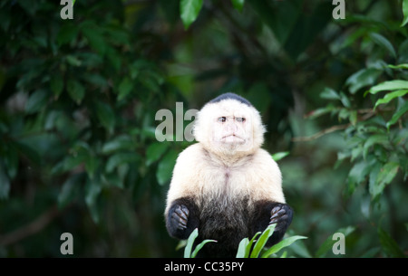 Weiße-throated Kapuziner auf einer kleinen Insel im Gatun See, Republik von Panama. Stockfoto