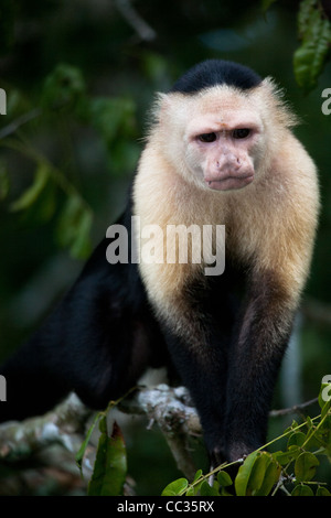 Weiße-throated Kapuziner auf einer kleinen Insel im Gatun See, Republik von Panama. Stockfoto