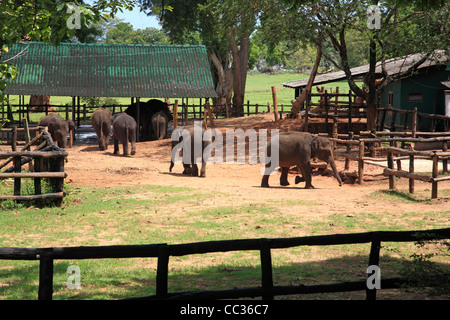 Fütterung auf der Elephant Orphanage Uda Walwe Nationalpark Sri Lanka Asia Stockfoto