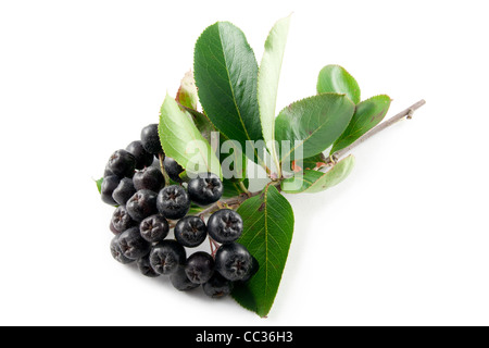 Black Aronia Beeren auf weißem Hintergrund Stockfoto