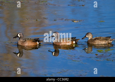 Blue-winged Teal, Anas Discors, Nahrungssuche im Brazos Bend State Park. Zwei Männchen und ein Weibchen überwintern in Texas. Stockfoto