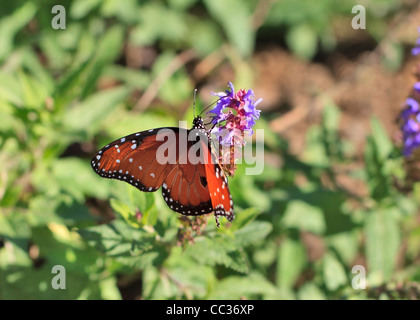 Königin Schmetterling, Danaus Gilippus auf lila Blume Stockfoto