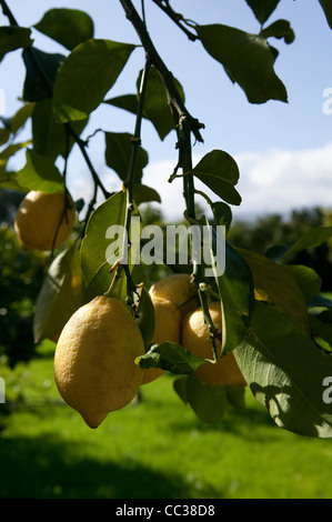 Titel: Reife gelbe Zitronen auf Baum in einem sizilianischen Garten – Italien Stockfoto