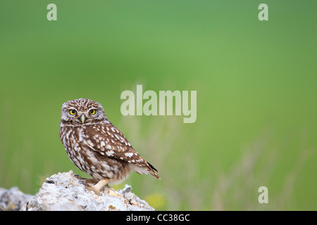 Steinkauz (Athene Noctua) thront auf der Spitze eines eines Steines. Lleida. Katalonien. Spanien. Stockfoto