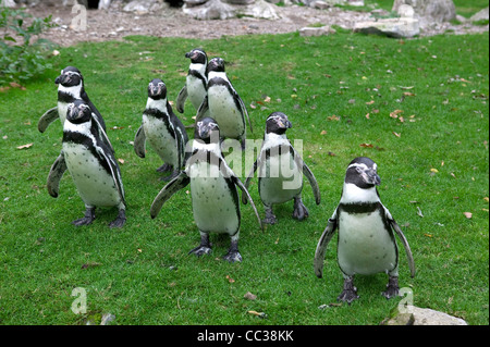 Humboldt-Pinguin (Spheniscus humboldti) – Fota Wildlife Park, Cork, Irland Stockfoto