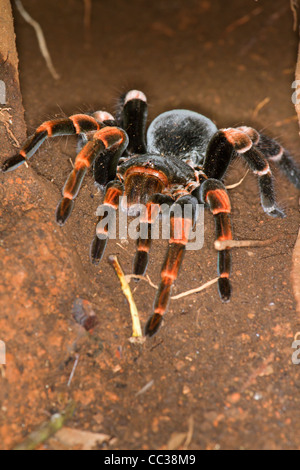 Weibliche costaricanische Redleg Tarantula (Megaphobema mesomelas) in ihrer unterirdischen Höhle (Monteverde, Puntarenas, Costa Rica) Stockfoto