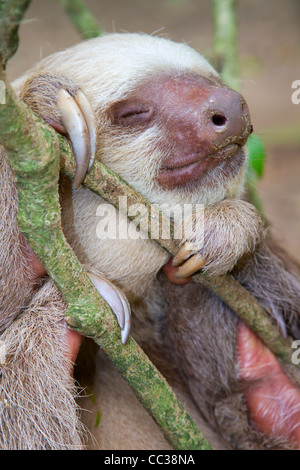 Hoffmanns zwei – Finger Faultier (Choloepus Hoffmanni) schlafen. Stockfoto