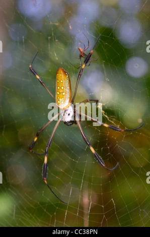 Goldene Seidenkugelweber oder Bananenspinne (Trichonephila [Nephila] clavipes), weiblich mit einem Männchen im Netz. Stockfoto