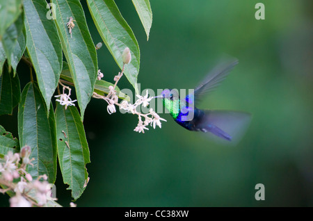 Violett gekrönte Waldnymphe (Thalurania colombica) im Vordach des Regenwaldes, Arenal, Alajuela, Costa Rica Stockfoto